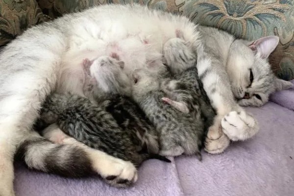 猫咪的产后护理方法，尽可能不要打扰它照顾小猫