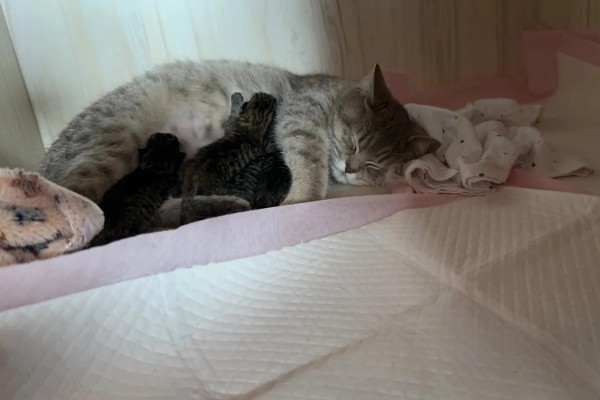 猫咪的产后护理方法，尽可能不要打扰它照顾小猫
