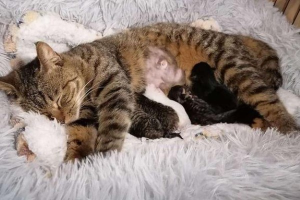猫咪的产后护理方法，尽可能不要打扰它照顾小猫