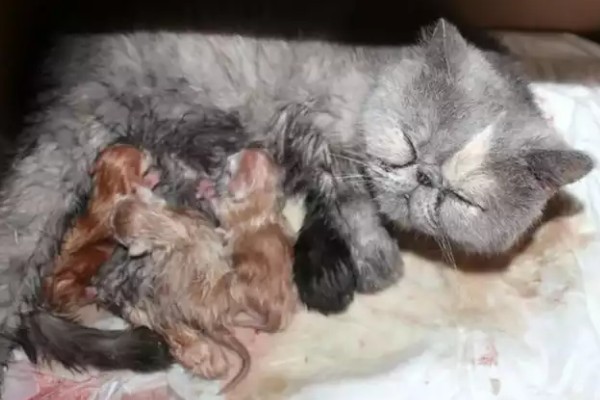 猫咪的产后护理方法，尽可能不要打扰它照顾小猫