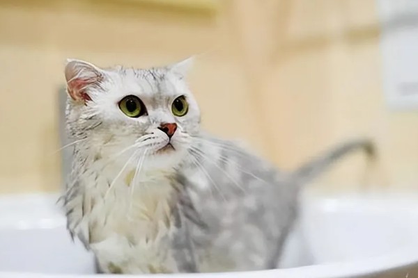 猫咪的产后护理方法，尽可能不要打扰它照顾小猫