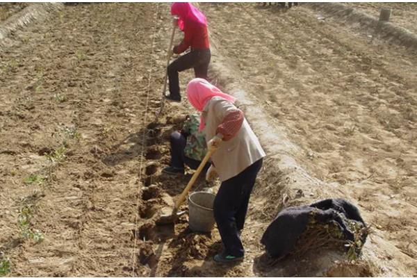 黄精的种植方式,播种后再移栽