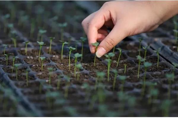 黄精的种植方式,播种后再移栽