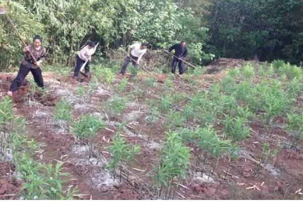 黄精的种植方式,播种后再移栽