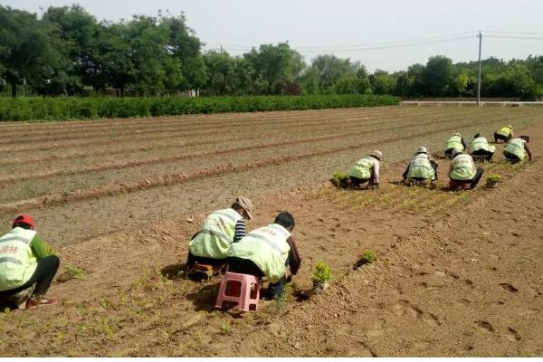 黄精的种植方式,播种后再移栽