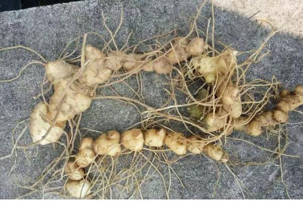 黄精的种植方式,播种后再移栽