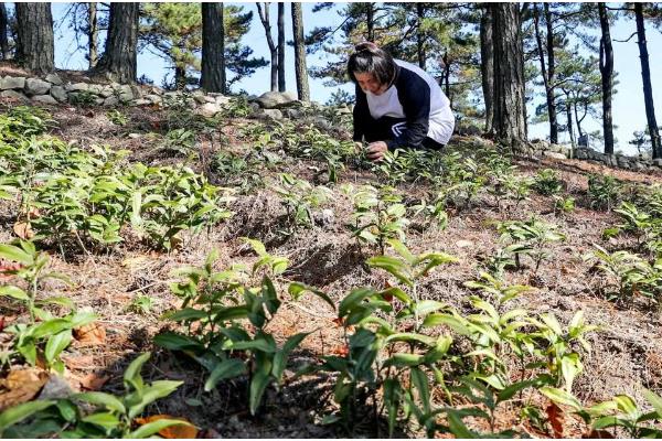 黄精的种植方式,播种后再移栽