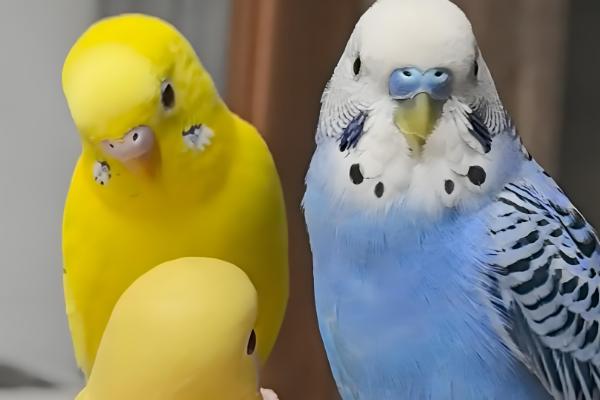 鹦鹉拉绿便的原因，可能是因为投喂的食物不合适