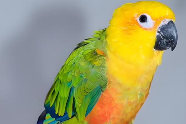 鹦鹉拉绿便的原因，可能是因为投喂的食物不合适