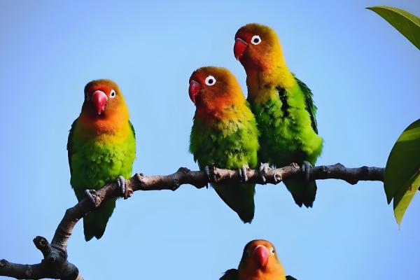 鹦鹉拉绿便的原因，可能是因为投喂的食物不合适