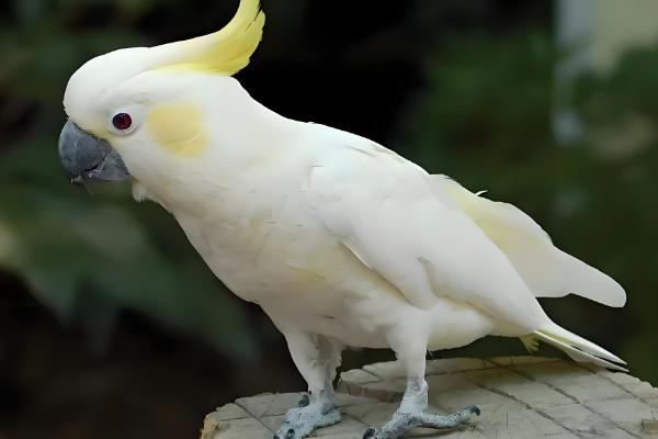 鹦鹉拉绿便的原因，可能是因为投喂的食物不合适