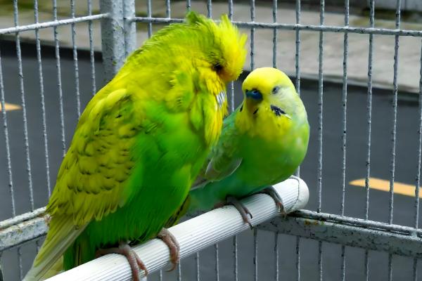 鹦鹉拉绿便的原因，可能是因为投喂的食物不合适