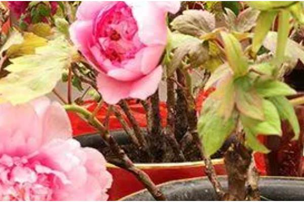牡丹花怕不怕冻,牡丹花不怕冻