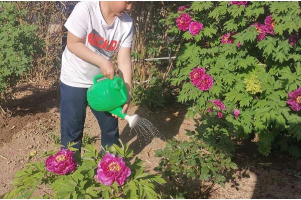 牡丹花怕不怕冻,牡丹花不怕冻