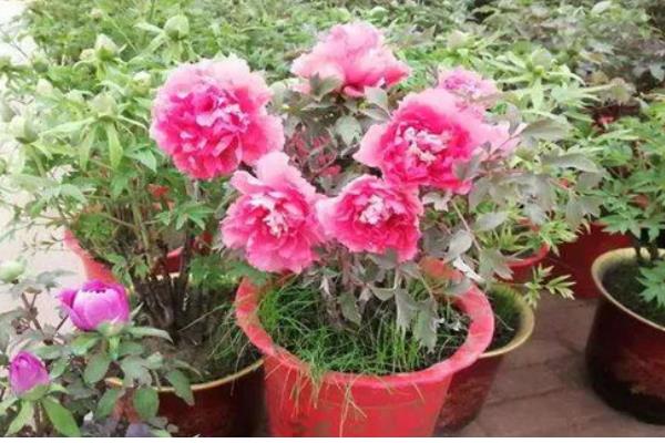 牡丹花怕不怕冻,牡丹花不怕冻