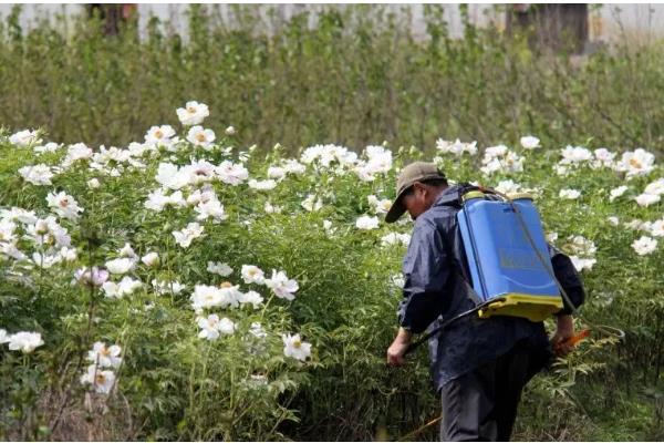 牡丹花怕不怕冻,牡丹花不怕冻