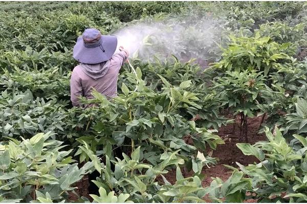 牡丹花怕不怕冻,牡丹花不怕冻