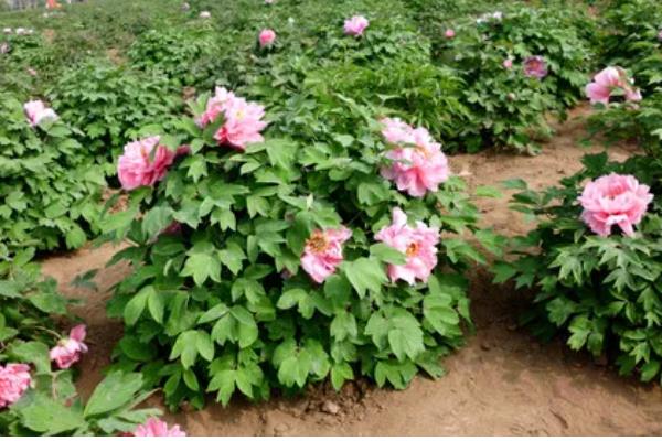 牡丹花怕不怕冻,牡丹花不怕冻