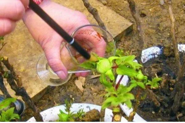 牡丹花怕不怕冻,牡丹花不怕冻