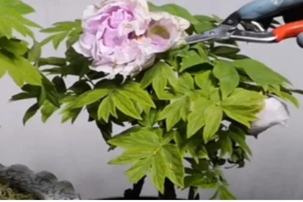 牡丹花怕不怕冻,牡丹花不怕冻