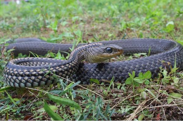 乌梢蛇会不会咬人，通常不会主动攻击人类