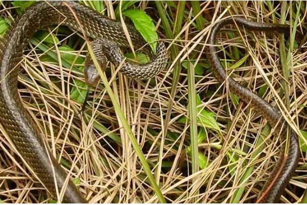 乌梢蛇会不会咬人，通常不会主动攻击人类