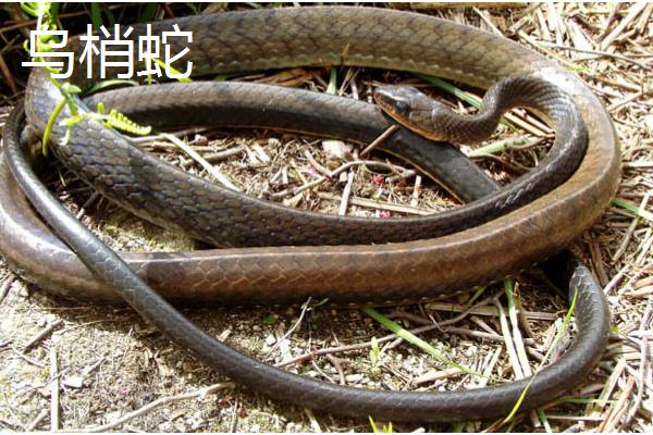 乌梢蛇会不会咬人，通常不会主动攻击人类