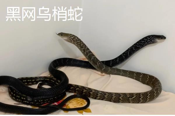 乌梢蛇会不会咬人，通常不会主动攻击人类