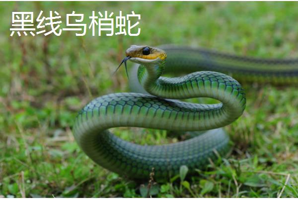 乌梢蛇会不会咬人，通常不会主动攻击人类