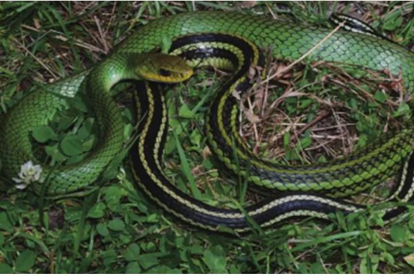 乌梢蛇会不会咬人，通常不会主动攻击人类