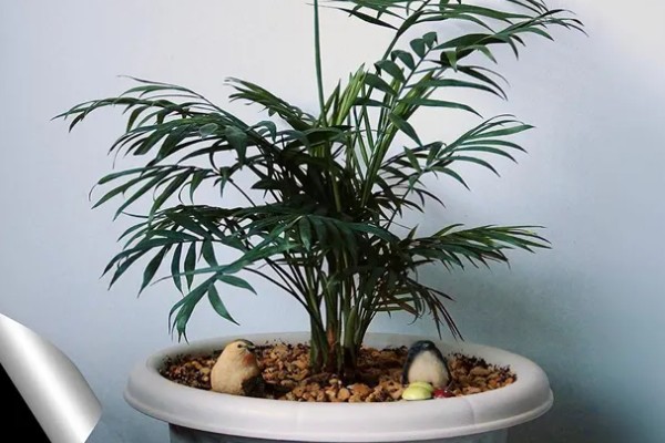 袖珍椰子怎么栽培，常年放在无强光直射的位置