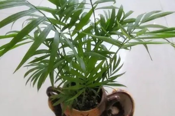 袖珍椰子怎么栽培，常年放在无强光直射的位置