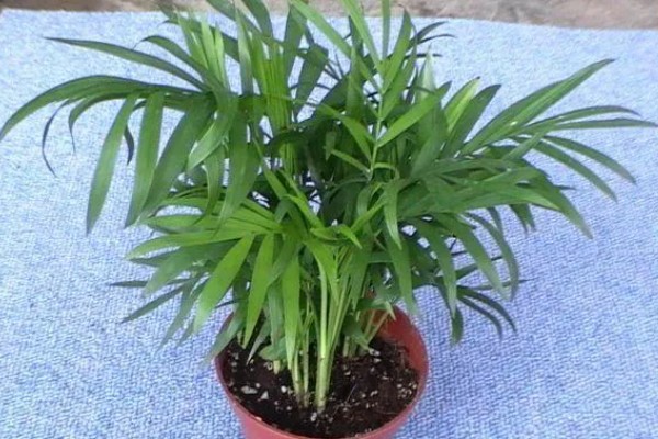 袖珍椰子怎么栽培，常年放在无强光直射的位置