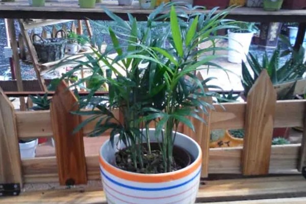 袖珍椰子怎么栽培，常年放在无强光直射的位置