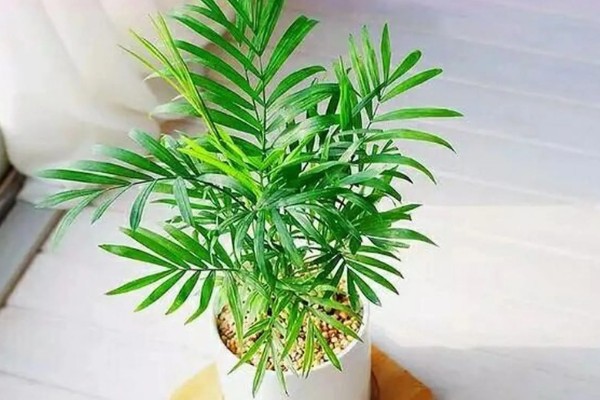 袖珍椰子怎么栽培，常年放在无强光直射的位置