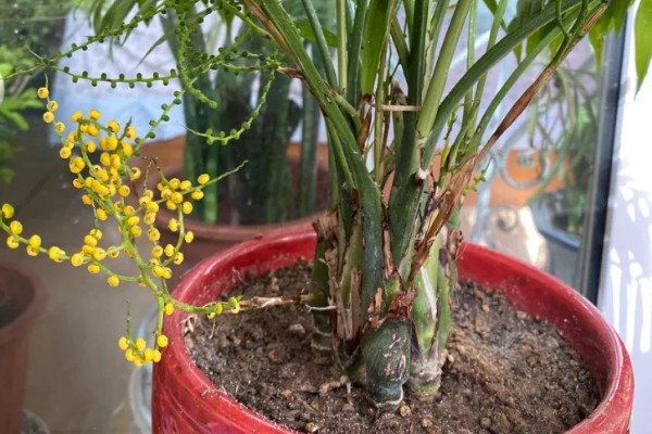 袖珍椰子怎么栽培，常年放在无强光直射的位置