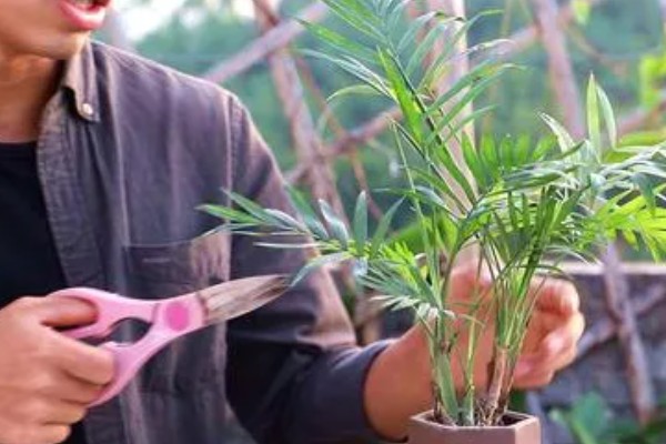 袖珍椰子怎么栽培，常年放在无强光直射的位置