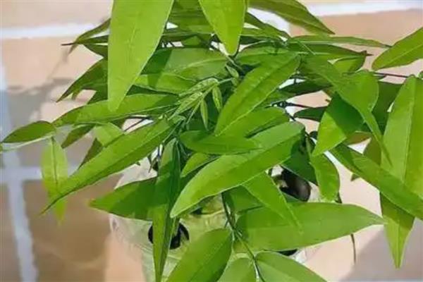 无患子树盆栽怎么种，温度要控制在10-26℃
