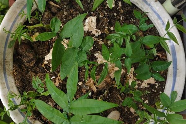 无患子树盆栽怎么种，温度要控制在10-26℃