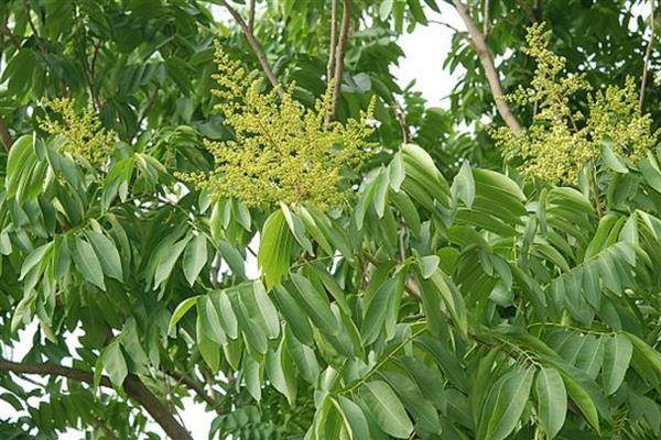 无患子树盆栽怎么种，温度要控制在10-26℃