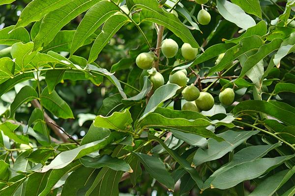 无患子树盆栽怎么种，温度要控制在10-26℃