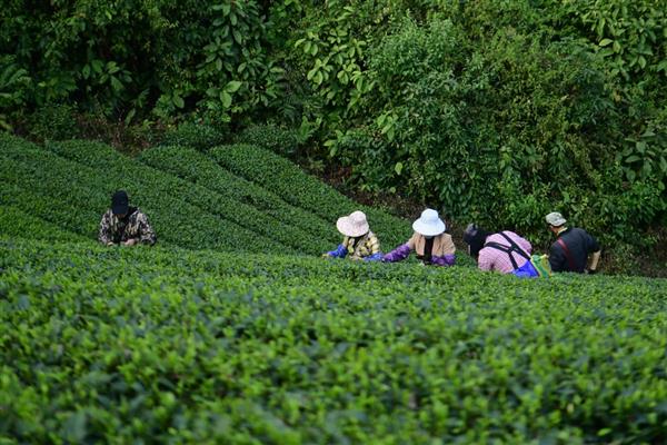 茶叶的采摘时间，因出产地域和品种而各不相同