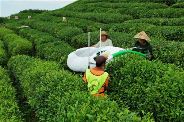 茶叶的采摘时间，因出产地域和品种而各不相同