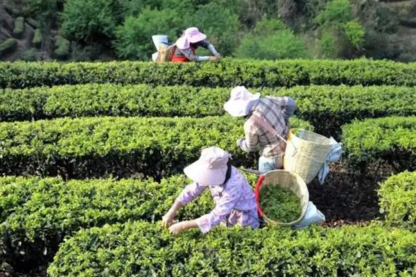茶叶的采摘时间，因出产地域和品种而各不相同