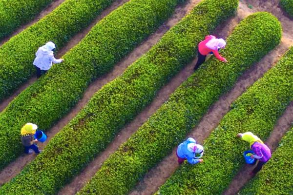 茶叶的采摘时间，因出产地域和品种而各不相同