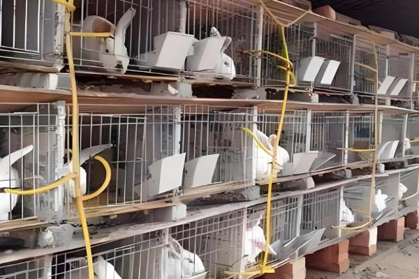 家庭养兔怎么建兔舍,进出口要设置好消毒池