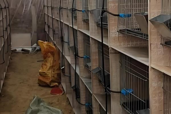 家庭养兔怎么建兔舍,进出口要设置好消毒池