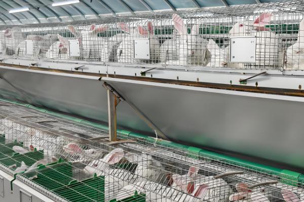 家庭养兔怎么建兔舍,进出口要设置好消毒池