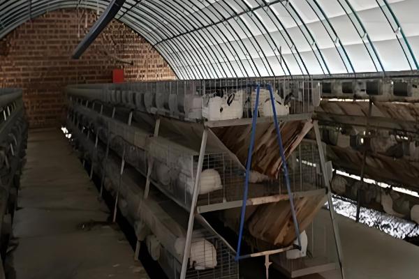 家庭养兔怎么建兔舍,进出口要设置好消毒池