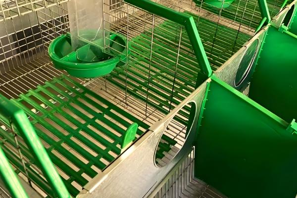 家庭养兔怎么建兔舍,进出口要设置好消毒池